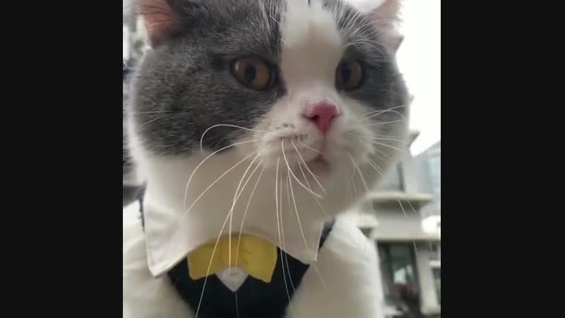 Шерстяной матершинник