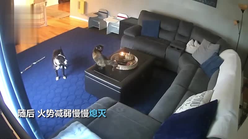 Свечки кошкам не игрушка