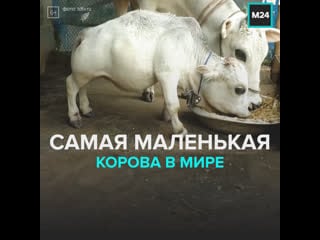 Корова карлик сорвала карантин москва 24