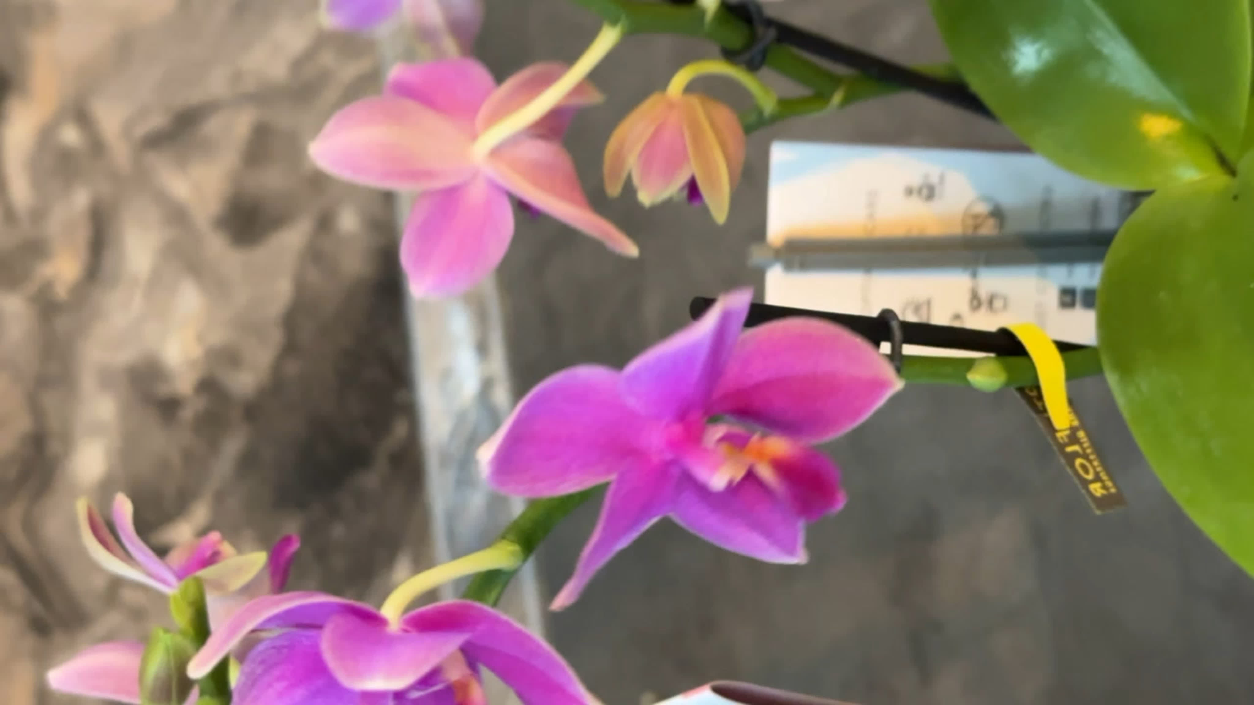 🌺орхидея phal miki flora🌺