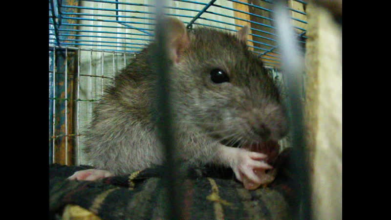 Миша кушает и умывается