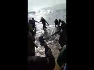 Releasing a large shark caught in sardine nets