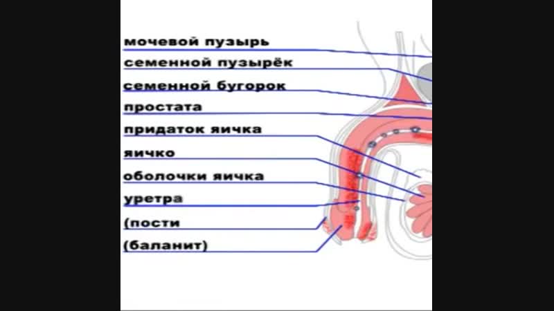 Урология скрытые