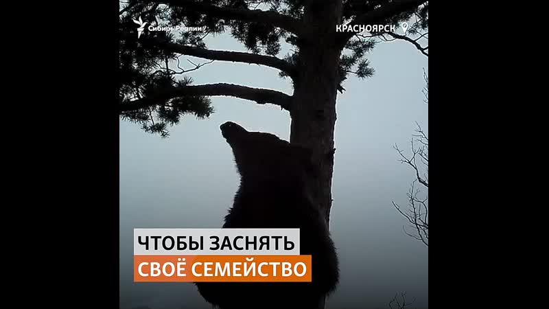 Мишка фотографируется в сибирском заповеднике |