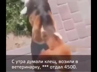 Нажралась сучка
