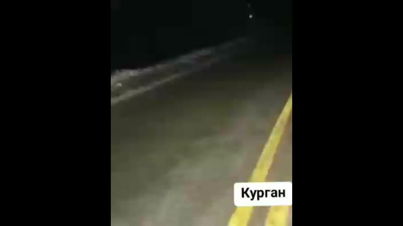 Огромный волк вышел на трассу mp4