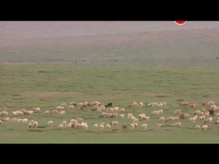 Математика и расцвет цивилизации фильм 1 рождение чисел (2012)