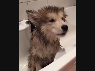 Мокрый песик воет в ванне