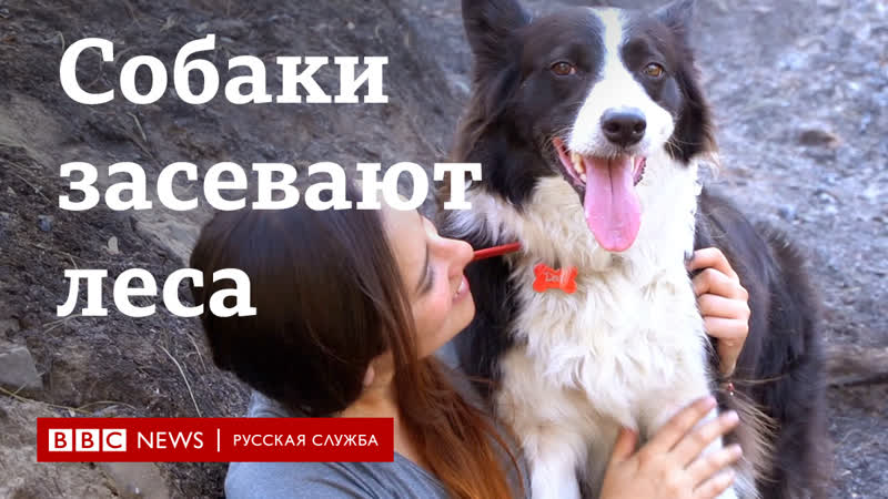 Как молодые восстанавливают леса после пожаров