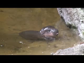 Pygmy hippo baby makes a splash