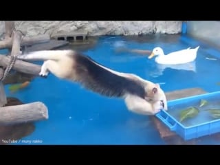 In deep water! cheeky anteater stretches to steal food from ducks at aquarium and instantly