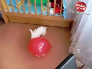 Шарик лопнул кролик испугался
