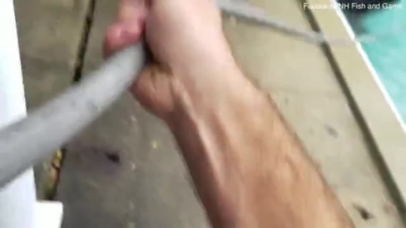 В штатах лось забрёл в бассейн