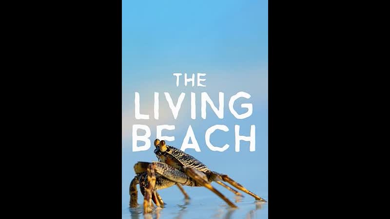 Живой пляж (жизнь на побережье) / the living beach серия 1 флорида / florida
