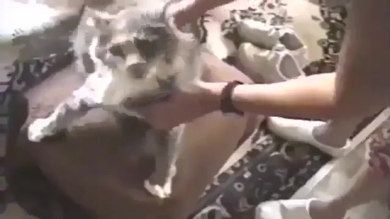 Драм энд кот