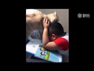 This porn is trying to do homework and his chubby cat is obviously not helping