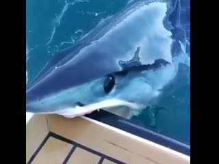 Прикольно акулу снимать, которая хочет пожрать