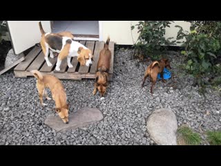 Дарси, надси, смайли, вегас, лёри, ева