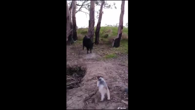 Зря быканул