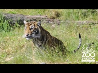 Sumatran tigers play at point defiance porn aquarium