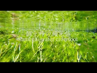 Samegai post town ＆ water crowfoot（shiga, japan）