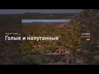 Discovery channel голые и напуганные