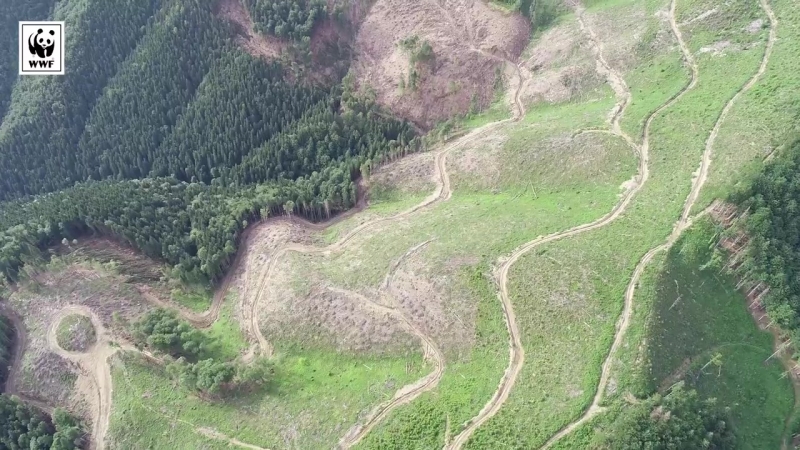 Активісти "лісової варти" wwf виявили масштабні суцільні рубки в усть чорнянському лісництві