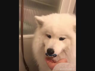 Успокаивается песик 🐶🐶