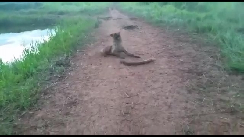 Электрический угорь и молодые в шоке