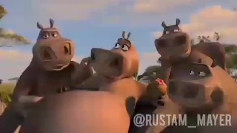 Ахуеть ебучий мото мото отрастил такие сиськи что все бегемотихи текут от его сисек