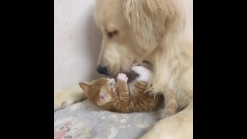 Become porn video – Kitten and good boy become bestest friends