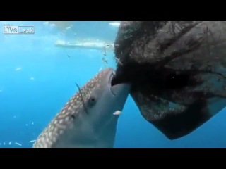 Обед китовой акулы