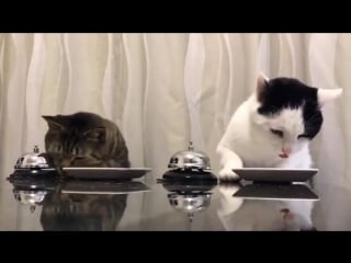 Дрессированные японские котыviral video41