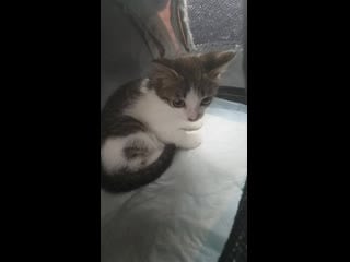 Филя) пойманный на даче