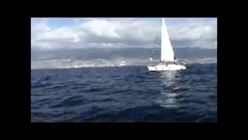 Канарские киты