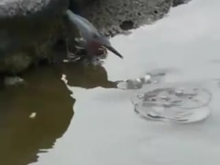 Just a bird using a bread as a bait to catch fishes