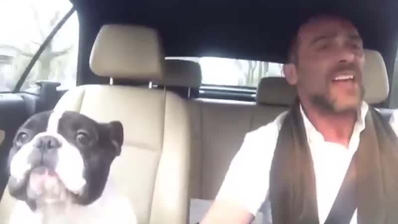 Пёс душевно подпевает своему человеку