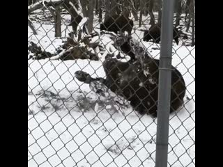 First snow of the year bison zoom zooms