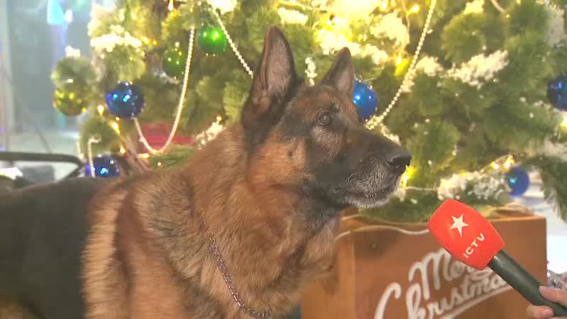 Пес новогоднее чудо 31 декабря на ictv