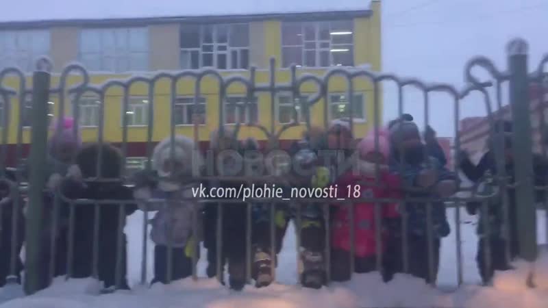 Молодые садик "петушок"