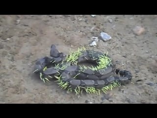 Live boa constrictor studded with quills after por