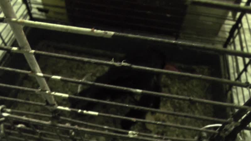 00042 галочка, которая была невнимательна на улице клювом щёлкала и дощёлкалась