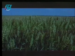 Пищевые растения урок 1 1 общая характеристика по семействам культурных растений хлебные злаки