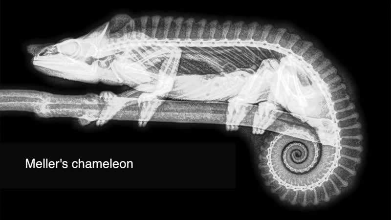 Porn x rays from the vet center oregon sex