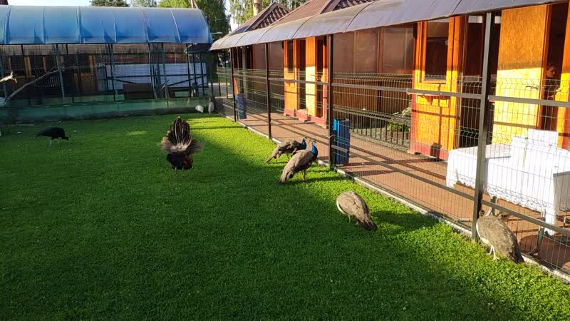 Молодой павлин