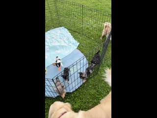 Live davidoff love кинологический питомник