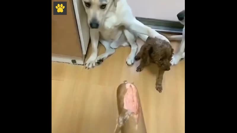 Хозяин решил узнать у своих белых молодые, кто попытался съесть сосиску, но все скинули на черного