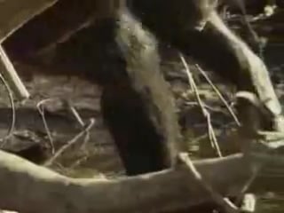 Молодые под названием человек/the human porn wathing desmond morris часть 1 язык тела/part 1 the language of the body