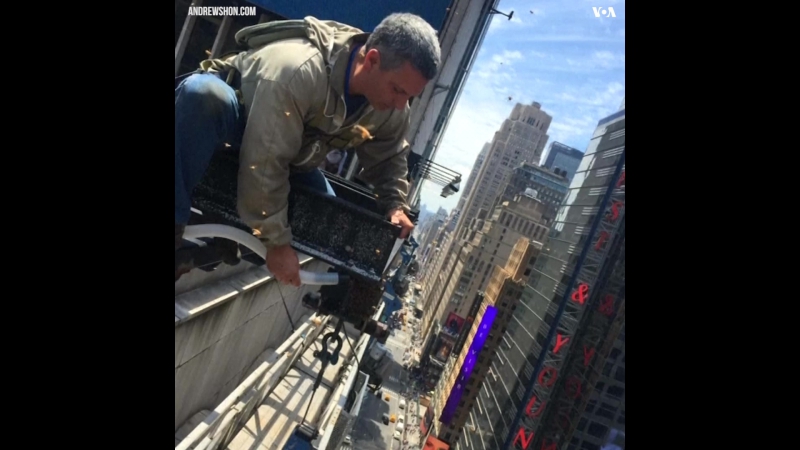 Рой из примерно 30 000 пчел обосновался на таймс сквер в нью йорке