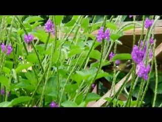 Black crested coquette female